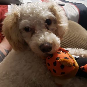 Meet your Posher, Stephen